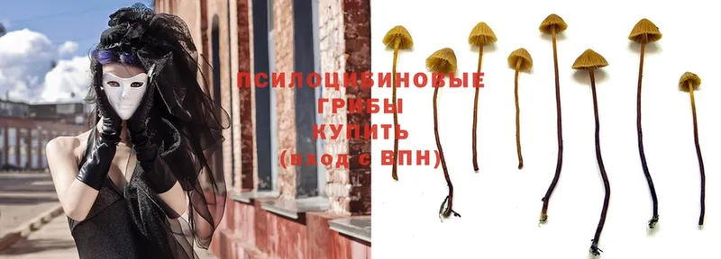 Псилоцибиновые грибы Psilocybe  OMG как войти  Десногорск 